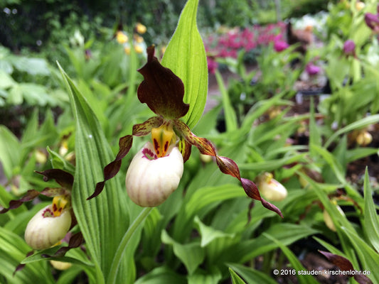 Cypripedium x andrewsii NIS