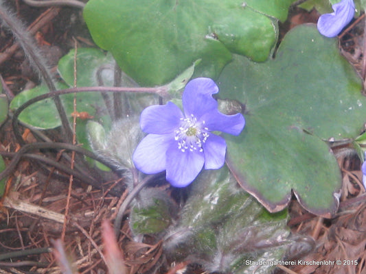 Hepatica x media 'Buis'