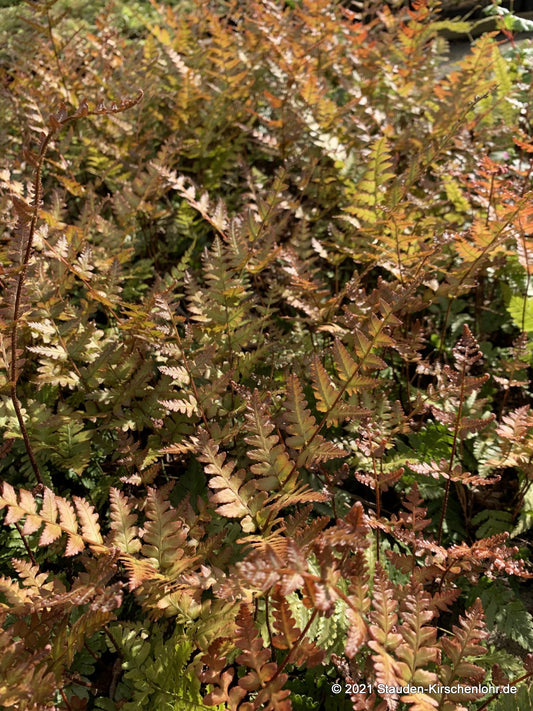 Dryopteris erythrosora 'Compacta'