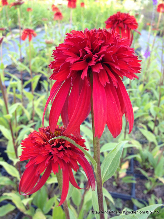 Echinacea 'Hot Papaya' ®