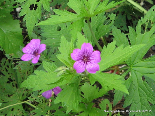 Geranium 'Madelon'