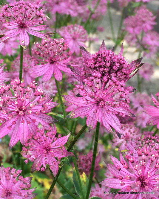 Astrantia major 'Washfield'