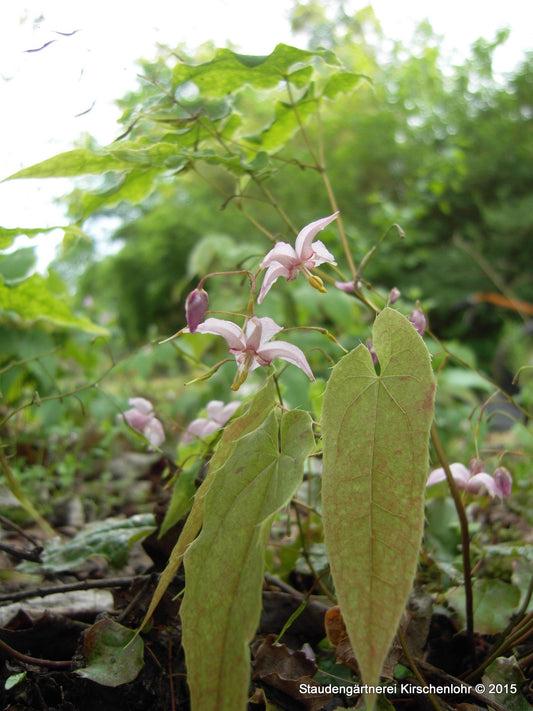 Epimedium leptorrhizum