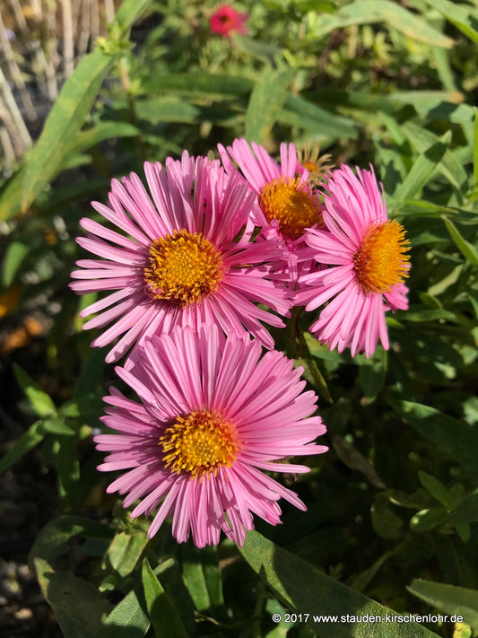 Symphyotrichum novae-angliae 'Little Bella'