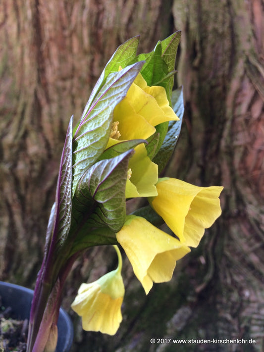 Scopolia carniolica var. hladnickiana