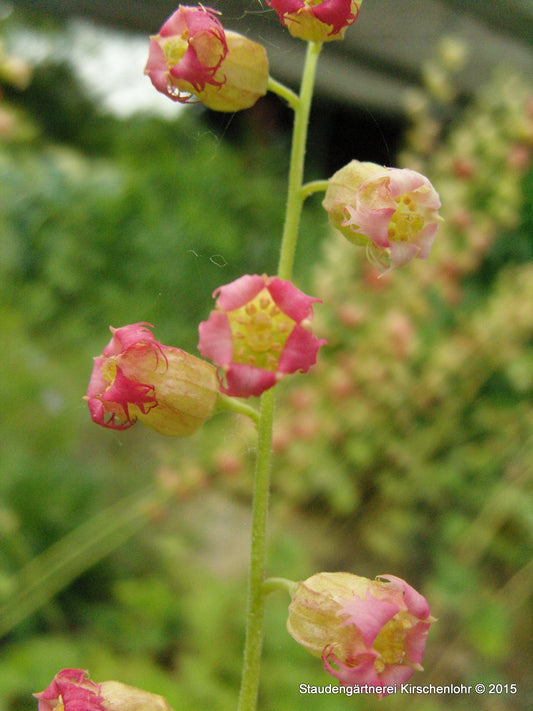 Tellima grandiflora 'Forest Frost'