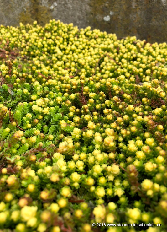 Sedum acre 'Aureum'