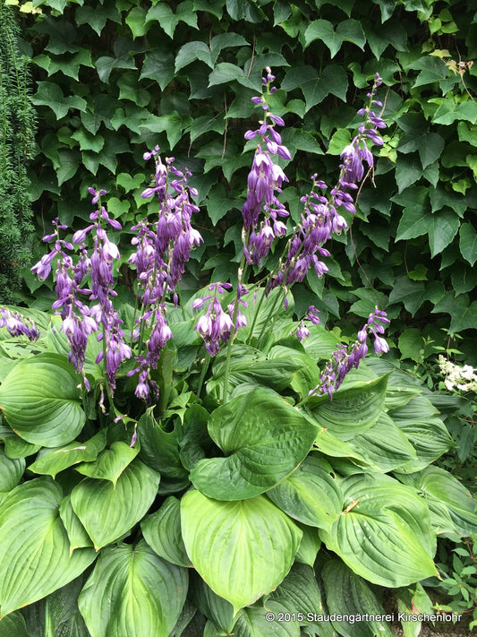 Hosta ventricosa
