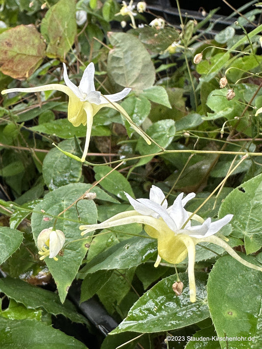 Epimedium 'La Graciosa'  NIS