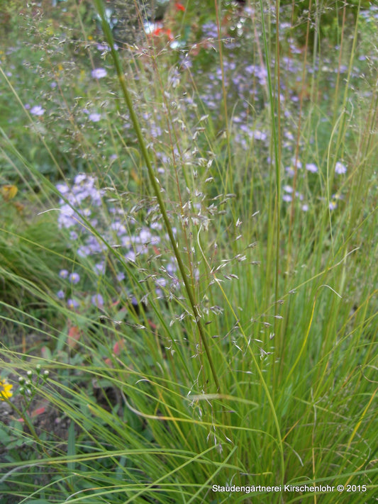 Sporobolus heterolepis 'Weinheim Klon'
