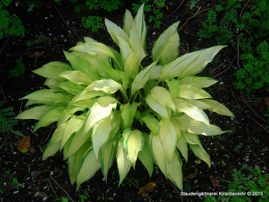 Hosta 'Pineapple Upside Down Cake'