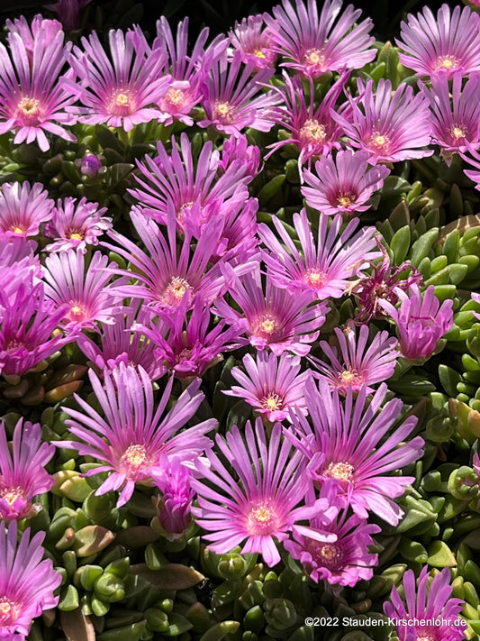 Delosperma 'Lavender'