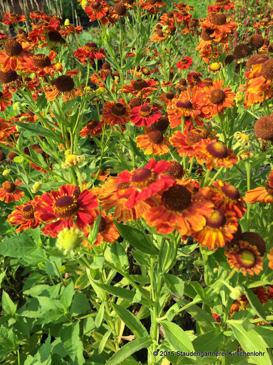 Helenium 'Mien Ruys'