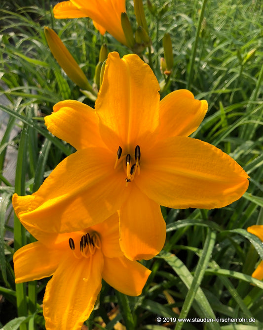 Hemerocallis 'Berliner Premiere'
