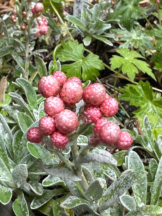 Anaphalis species aff. subdecurrens  NIS