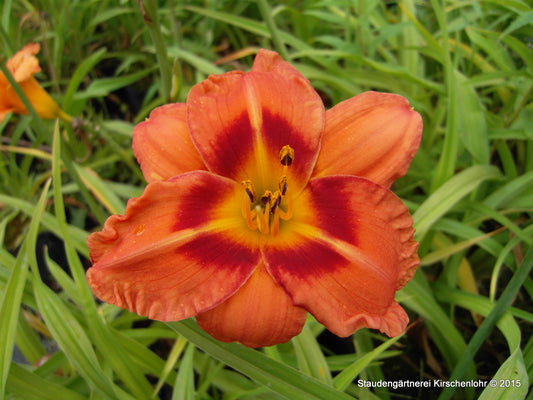 Hemerocallis 'Samba do Brasil'