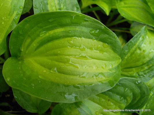 Hosta 'Avocado'