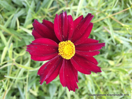 Coreopsis 'Mercury Rising' ®