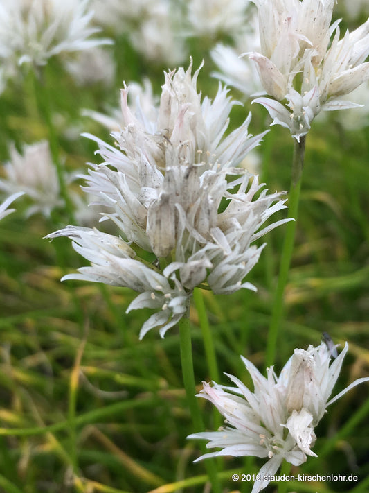 Allium schoenoprasum 'Corsican White'