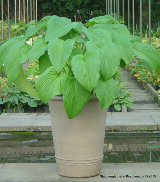 Hosta 'Devon Desire'