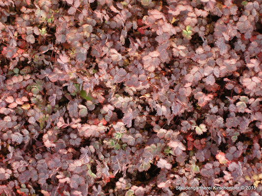 Acaena inermis 'Purpurea'