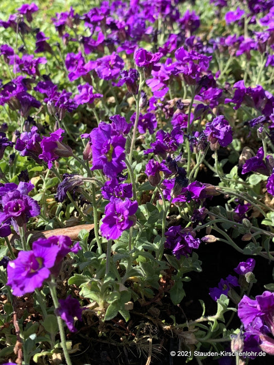 Aubrieta 'Sauerland'
