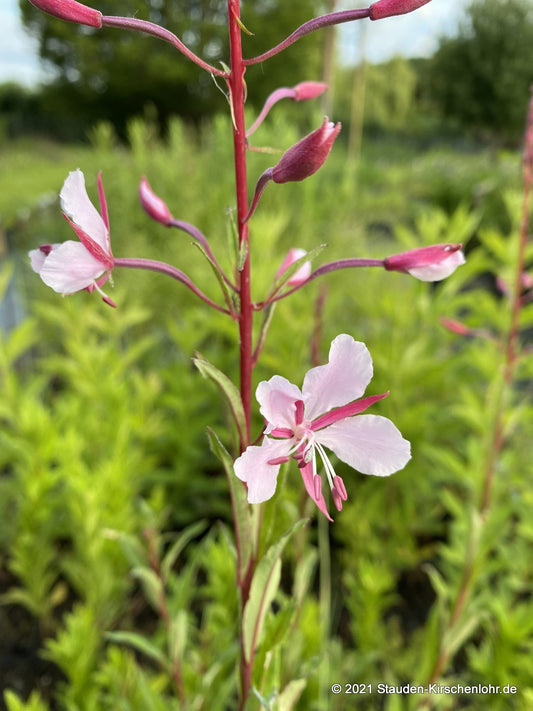 Chamerion angustifolium 'Stahl Rose' (Epilobium)