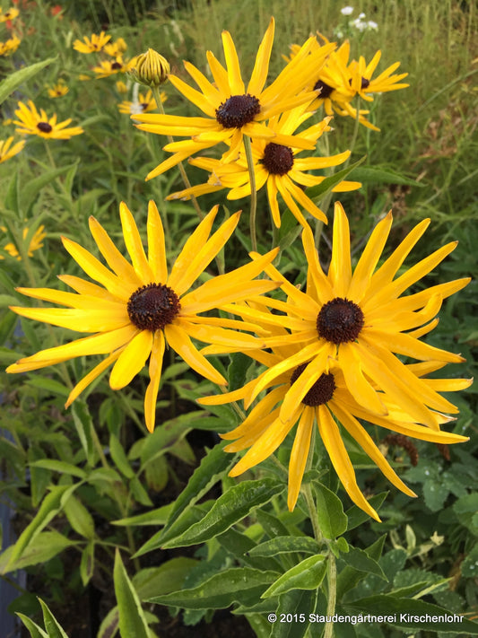 Rudbeckia subtomentosa 'Poligny'