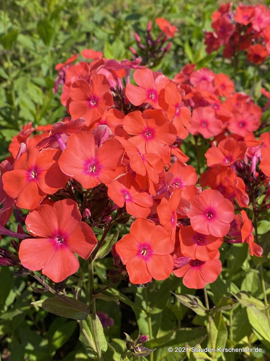 Phlox paniculata 'Freudenfeuer'