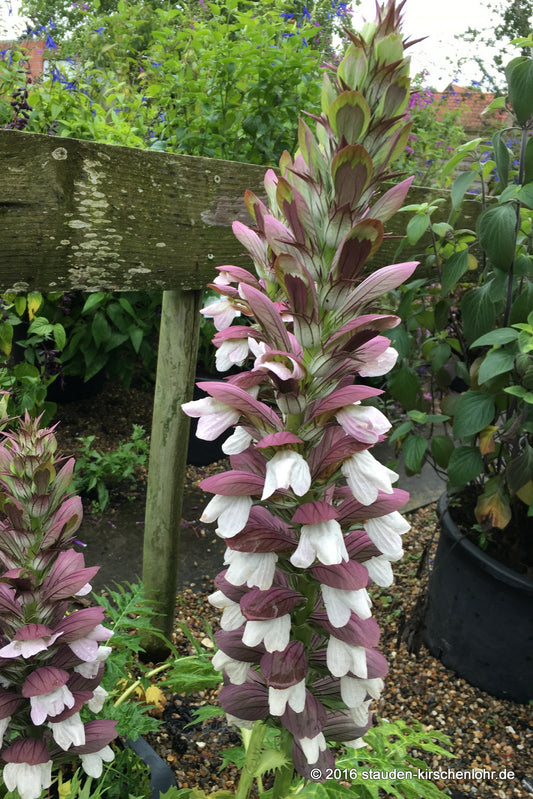 Acanthus hungaricus