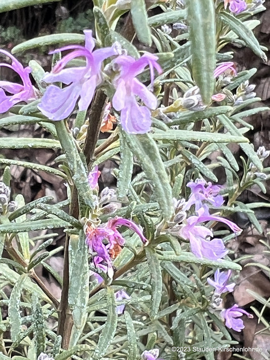 Salvia rosmarinus 'Purpureum'  (Rosmarinus)