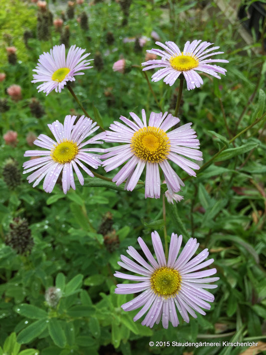 Erigeron 'Quakeress'