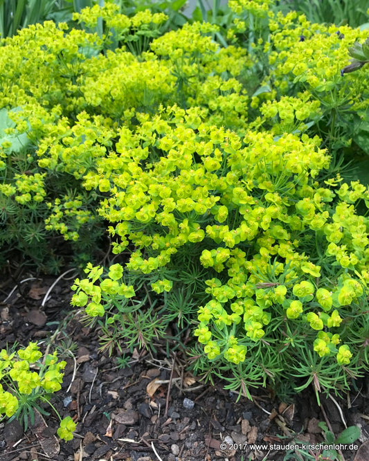Euphorbia cyparissias 'Fens Ruby'