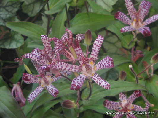 Tricyrtis 'Empress'
