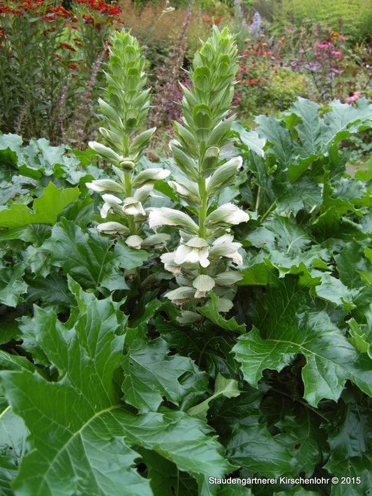 Acanthus mollis var. latifolius 'Rue Ledan'
