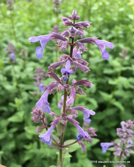 Nepeta grandiflora 'Bramdean'