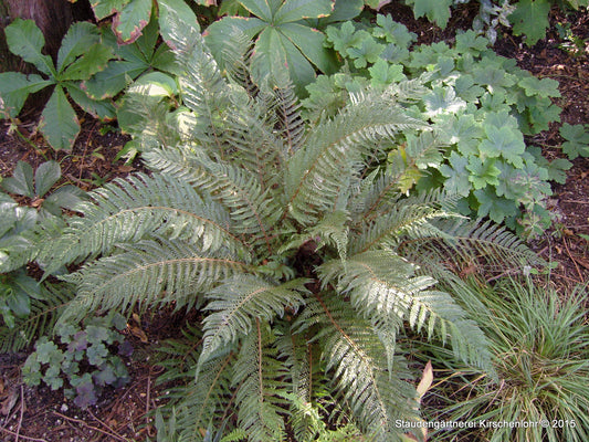 Polystichum setiferum 'Plumosum Bevis'