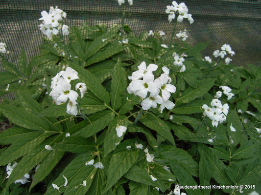Cardamine enneaphyllos