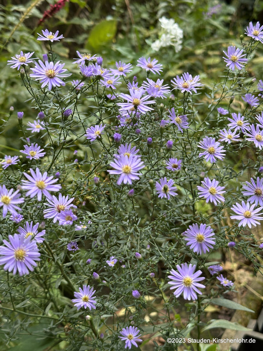 Symphyotrichum cordifolium 'Blue Heaven'   NIS