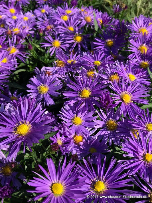 Symphyotrichum dumosum 'Blaue Lagune'