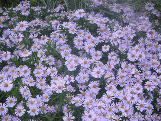 Symphyotrichum dumosum 'Zwergenhimmel'