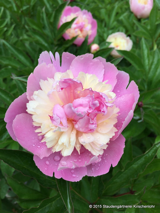 Paeonia 'Sorbet'