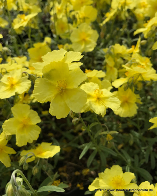 Helianthemum 'Wisley Primrose'