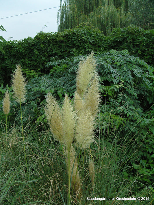 Cortaderia selloana 'Pumila'