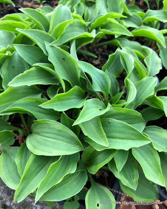 Hosta 'Kinbotan'