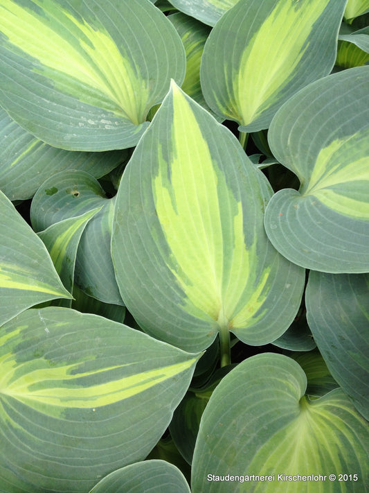 Hosta 'Touch of Class'