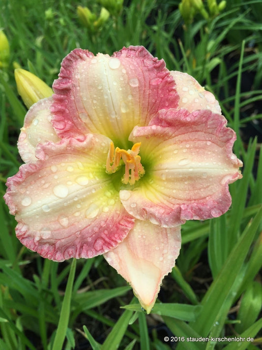 Hemerocallis 'Arcadia'