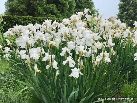 Iris barbata-elatior 'Skating Party'