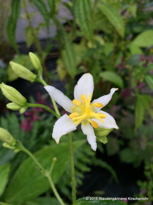Tricyrtis lasiocarpa 'Alba'