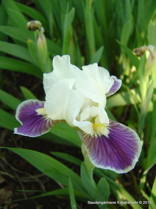 Iris barbata-nana 'Making Eyes'